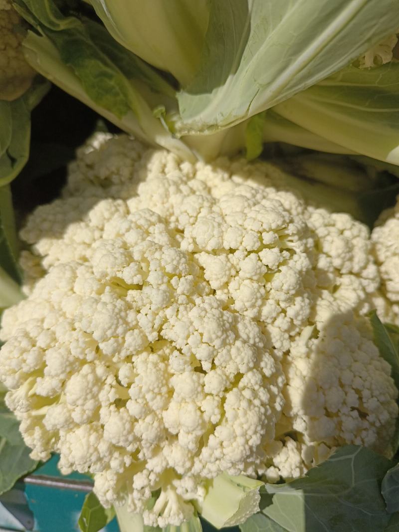 菜花大量供应质优价廉欢迎各位客商光临选购