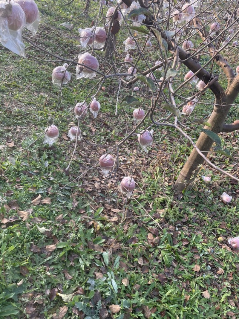 山西红富士苹果