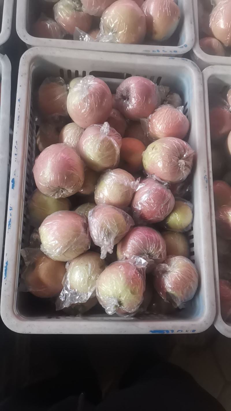 大量供应膜袋红富士苹果产地大量现货