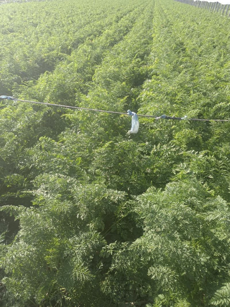 三红胡萝卜大量供应质优价廉欢迎各位客商光临