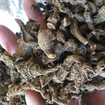 野生竹节三七干货一手货源（量大从优）欢迎在线咨询