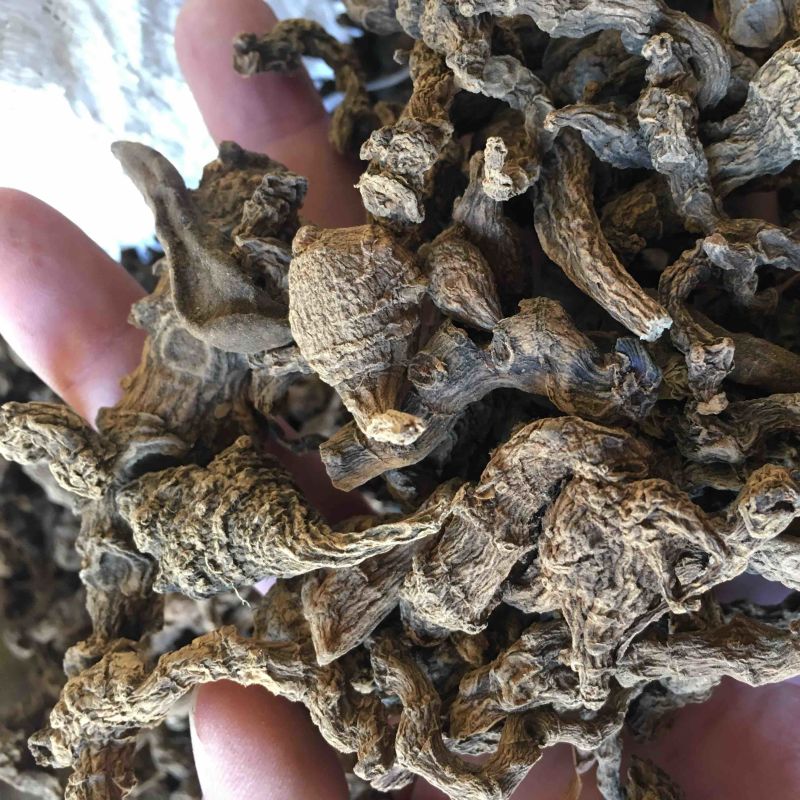野生竹节三七干货一手货源（量大从优）欢迎在线咨询
