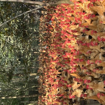 桂林长期大量供应土二公母，瑶公母等，欢迎来电咨询