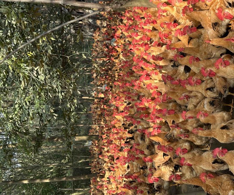 桂林长期大量供应土二公母，瑶公母等，欢迎来电咨询
