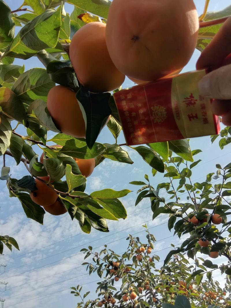 眉县太白山下精品脆柿浓重上市中