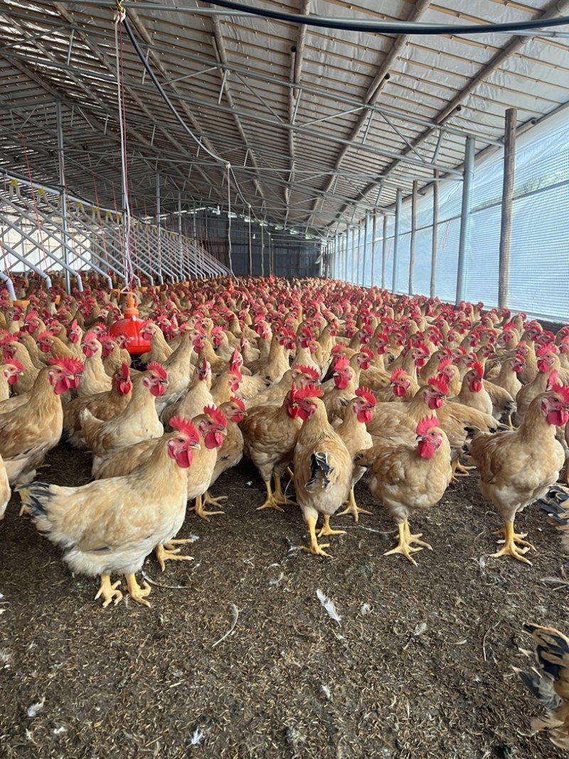 桂林长期大量供应土二公母，瑶公母等，欢迎来电咨询