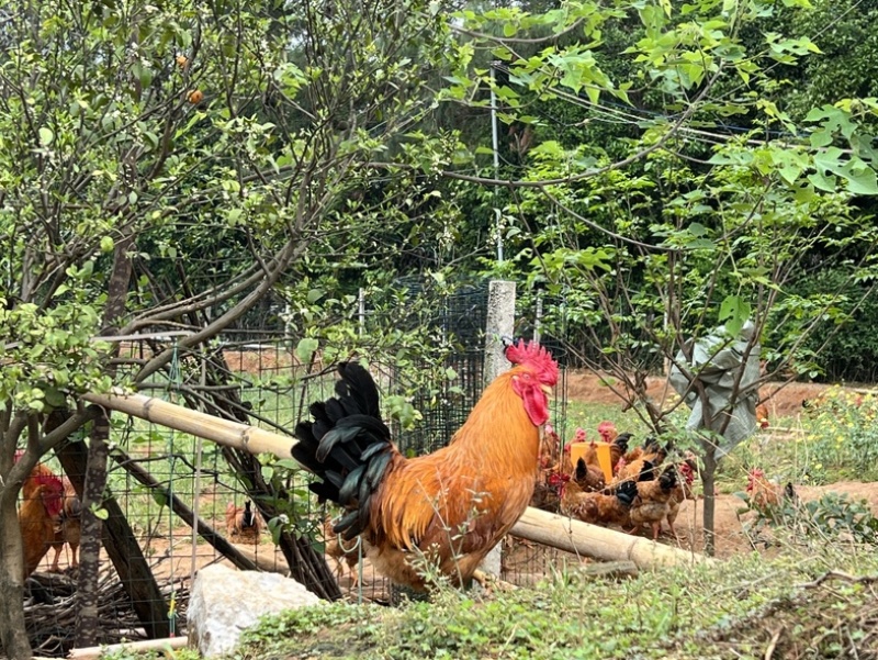 桂林长期大量供应土二公母，瑶公母等，欢迎来电咨询