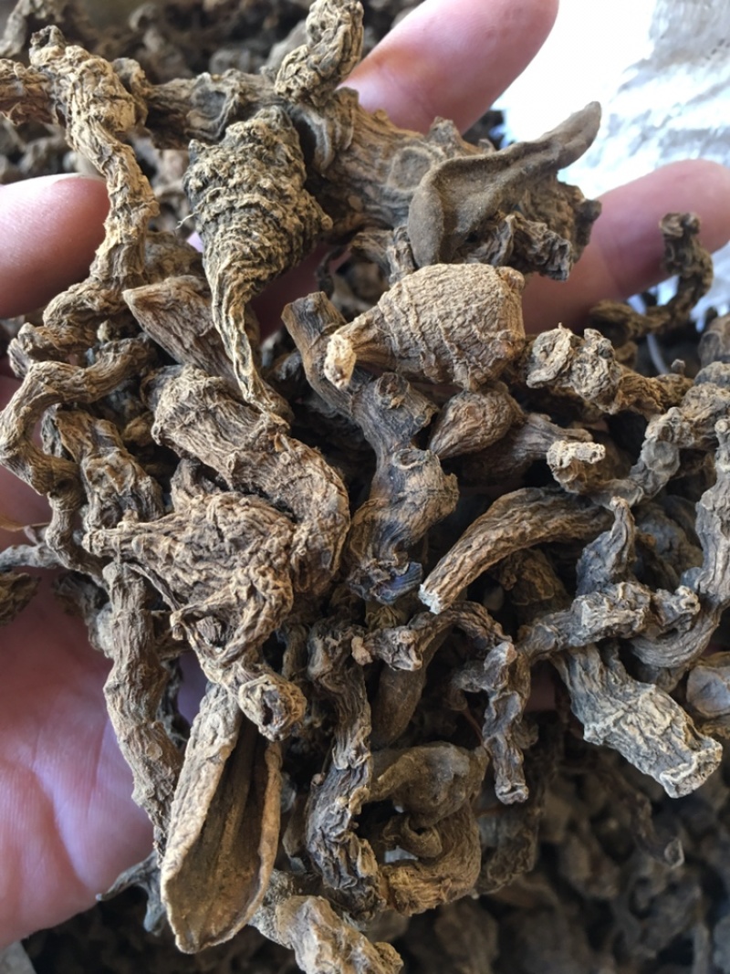 野生竹节三七干货一手货源（量大从优）欢迎在线咨询