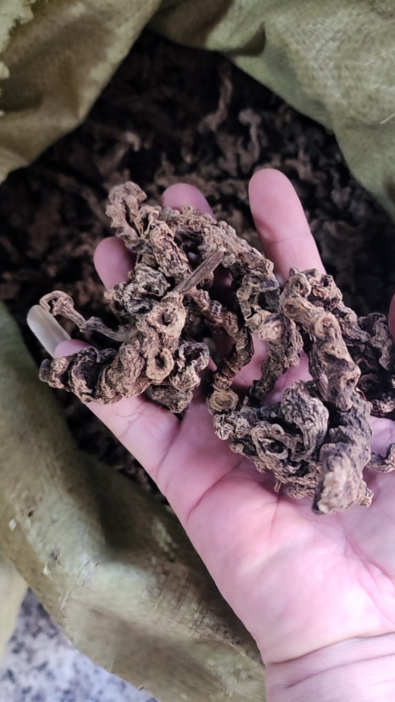 野生竹节三七干货一手货源（量大从优）欢迎在线咨询