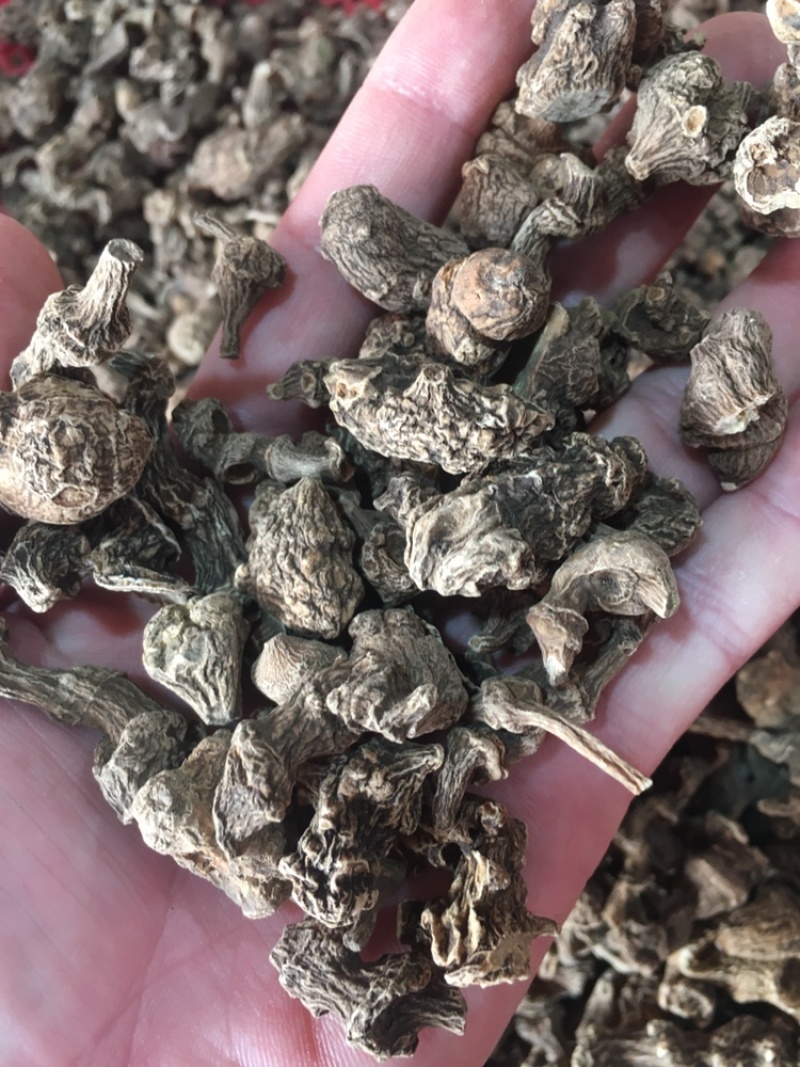 野生竹节三七干货一手货源（量大从优）欢迎在线咨询
