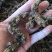 野生竹节三七干货一手货源（量大从优）欢迎在线咨询