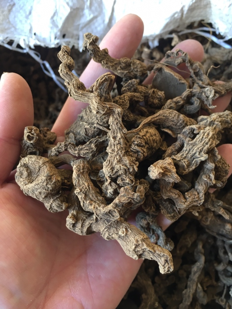 野生竹节三七干货一手货源（量大从优）欢迎在线咨询