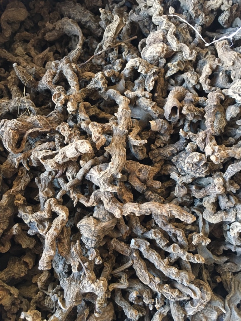 野生竹节三七干货一手货源（量大从优）欢迎在线咨询
