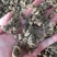 野生竹节三七干货一手货源（量大从优）欢迎在线咨询