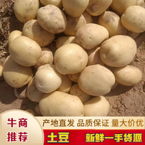 【精选】沙土黄心土豆种植基地大量有货欢迎老板