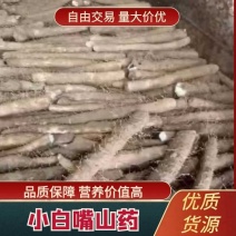 河北小白嘴白山药，各规格大量有货，全国发货，货源稳定，