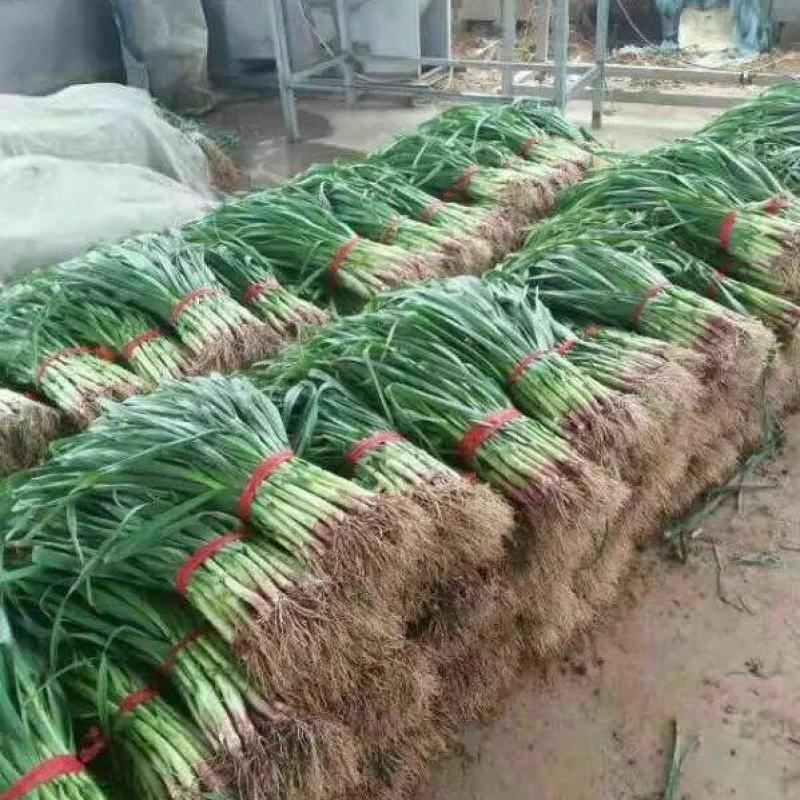 🔥【优选】山东红根蒜苗大量上市四季蒜苗保证品质万亩基地发货