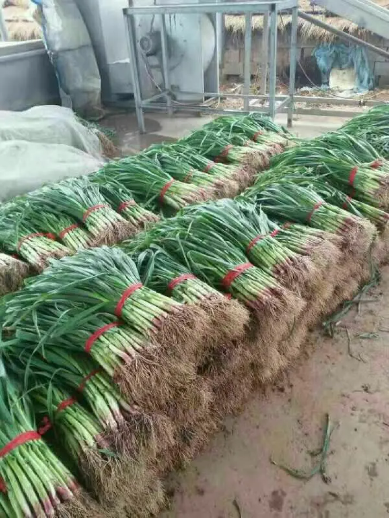 🔥【优选】山东红根蒜苗大量上市四季蒜苗保证品质万亩基地发货