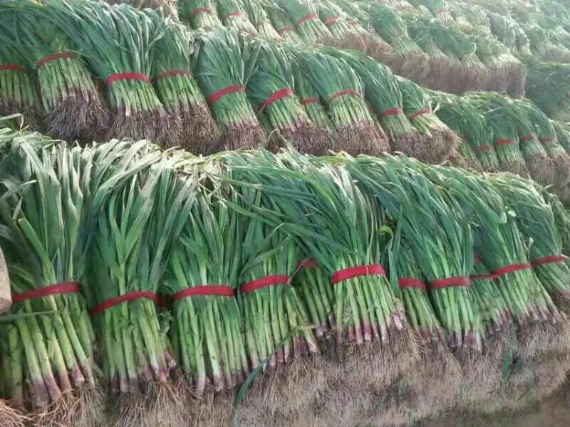 🔥【优选】山东红根蒜苗大量上市四季蒜苗保证品质万亩基地发货