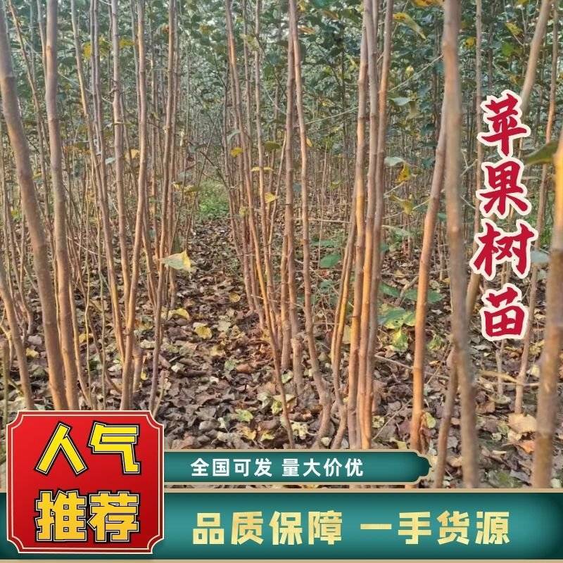 精品苹果苗苹果树苗红富士苹果苗诚信经营价格低