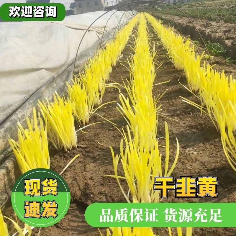 短韭牙