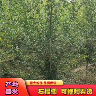 石榴树石榴树苗质量保证价格低规格齐全水果苗欢迎咨询
