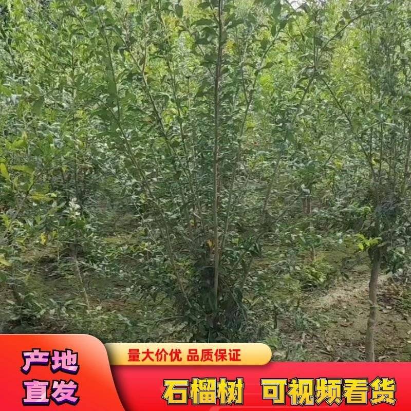 石榴树石榴树苗质量保证价格低规格齐全水果苗欢迎咨询