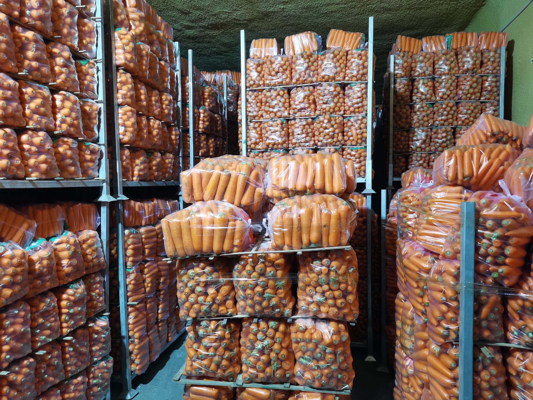 丰收后的胡萝卜整齐堆放在仓库中,准备发往全国各地 胡萝卜堆满仓库待发货