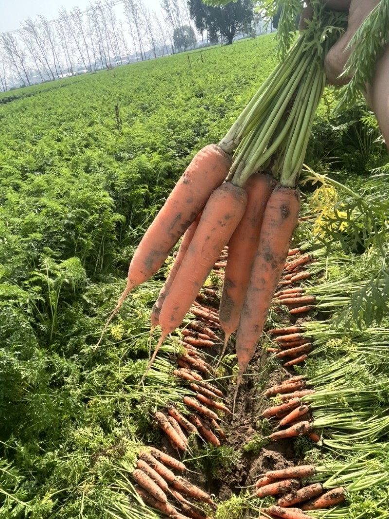 胡萝卜