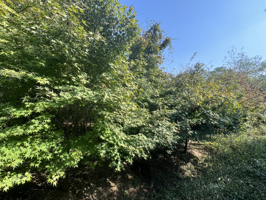 五角枫五角槭成年植株全景