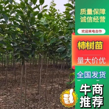 柿树柿子树苗柿树苗阳丰柿树苗质量保证欢迎咨询