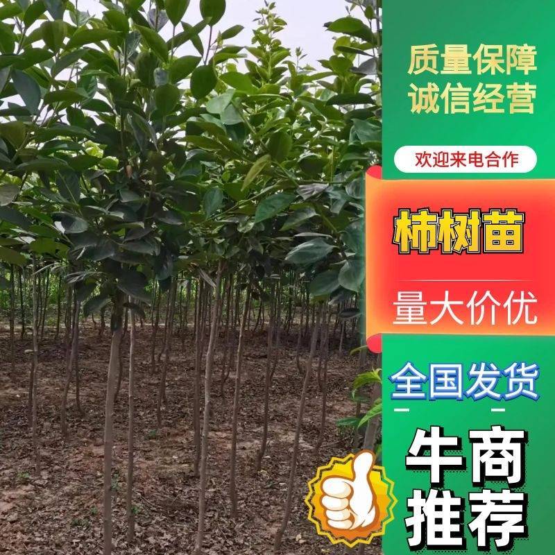 柿树柿子树苗柿树苗阳丰柿树苗质量保证欢迎咨询