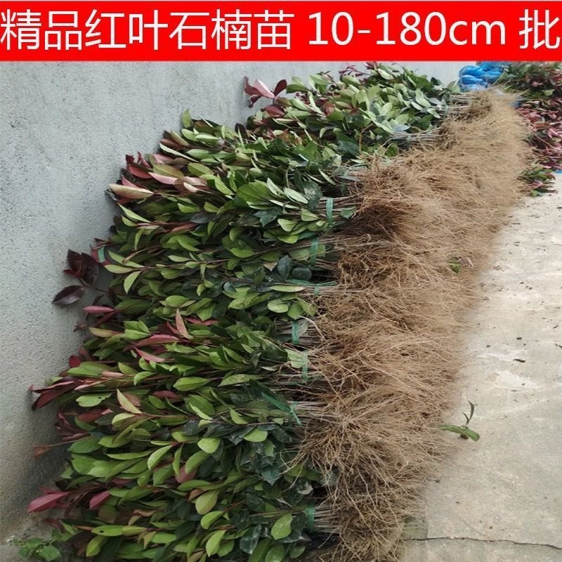 红叶石楠大苗小苗都有基地直发一手货源