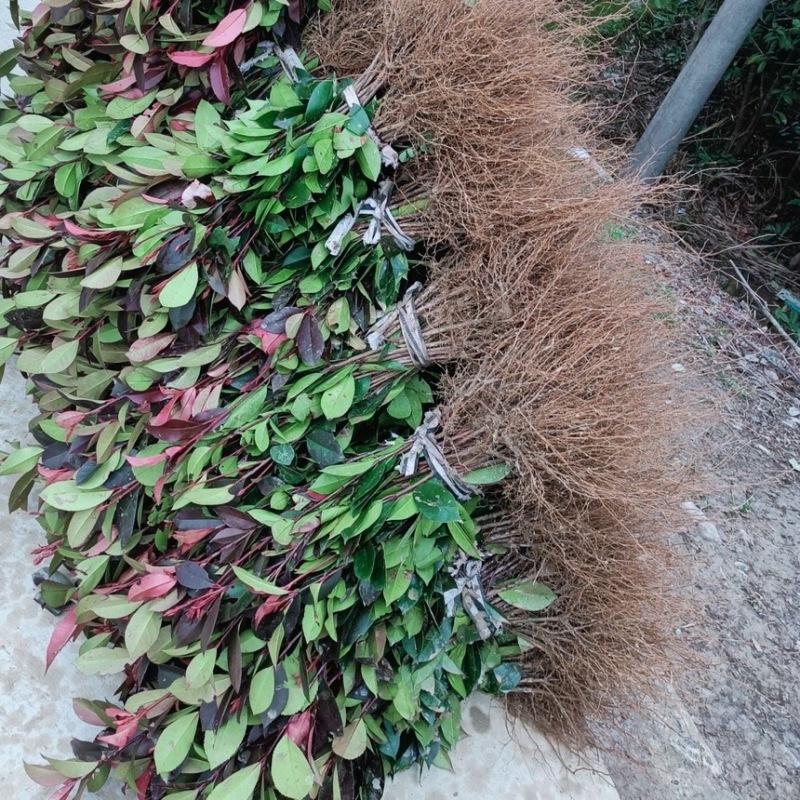 红叶石楠大苗小苗都有基地直发一手货源