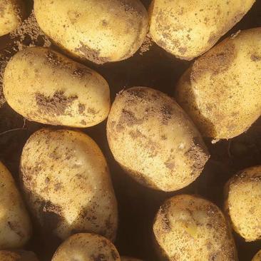 【黄心希森土豆】：薯型好芽眼浅表皮光滑，黄心个头大。