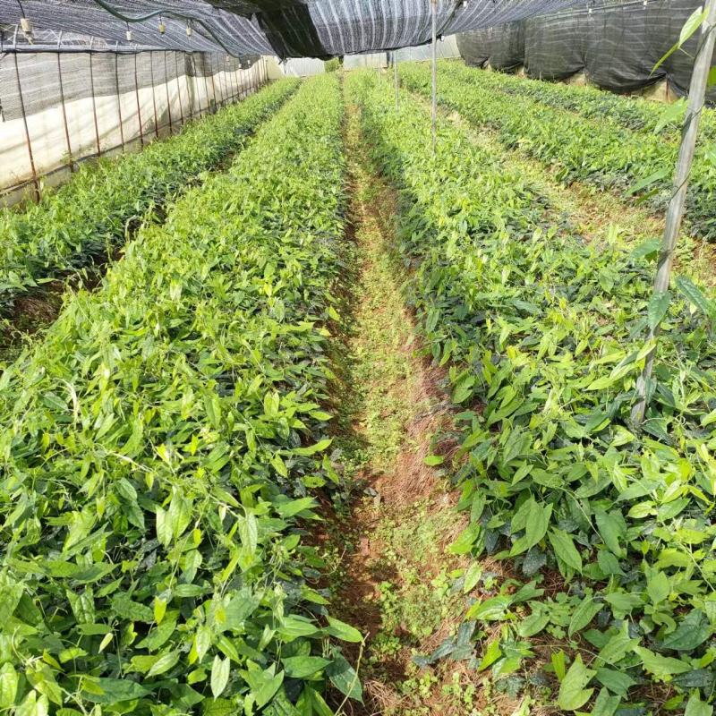 地苦胆苗，金果榄，仔仔育苗，块茎苗，种子出售
