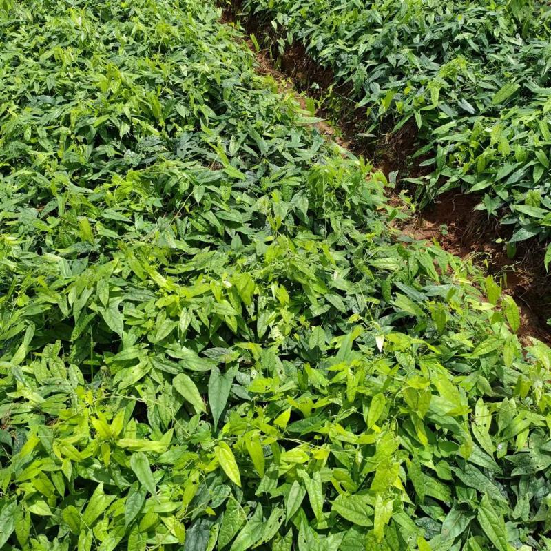 地苦胆苗，金果榄，仔仔育苗，块茎苗，种子出售
