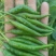 【推荐】小米椒，鲜辣椒，大量有货，价格优惠，欢迎新老客户采购