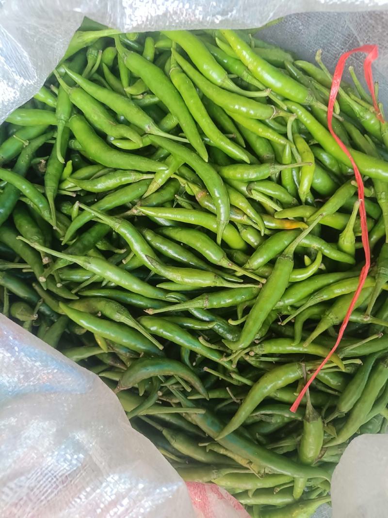 【推荐】小米椒，鲜辣椒，大量有货，价格优惠，欢迎新老客户采购