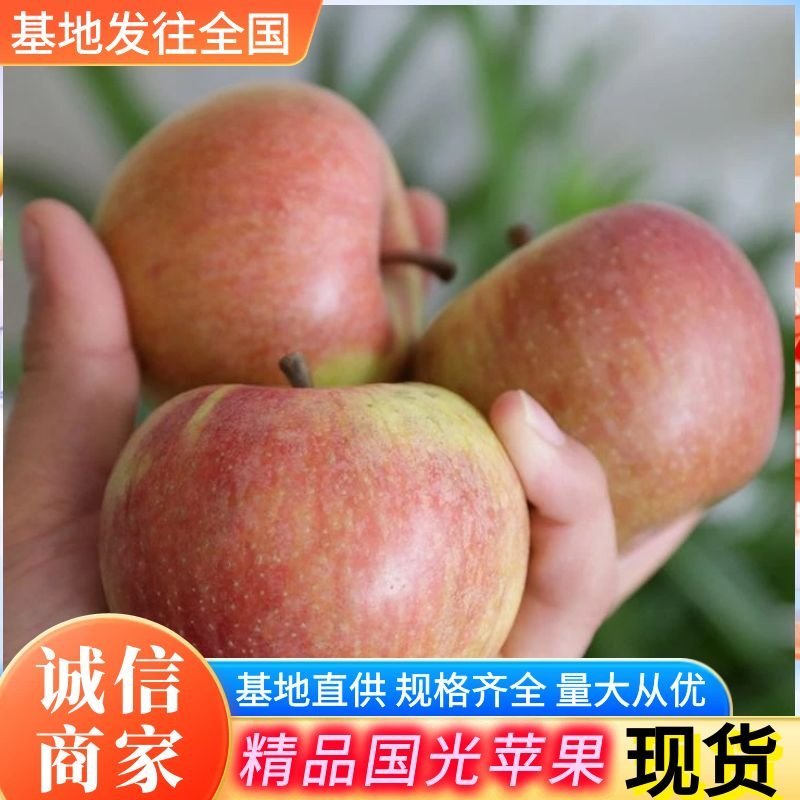 国光苹果辽宁苹果现货供应规格齐全随到随装可全国代发