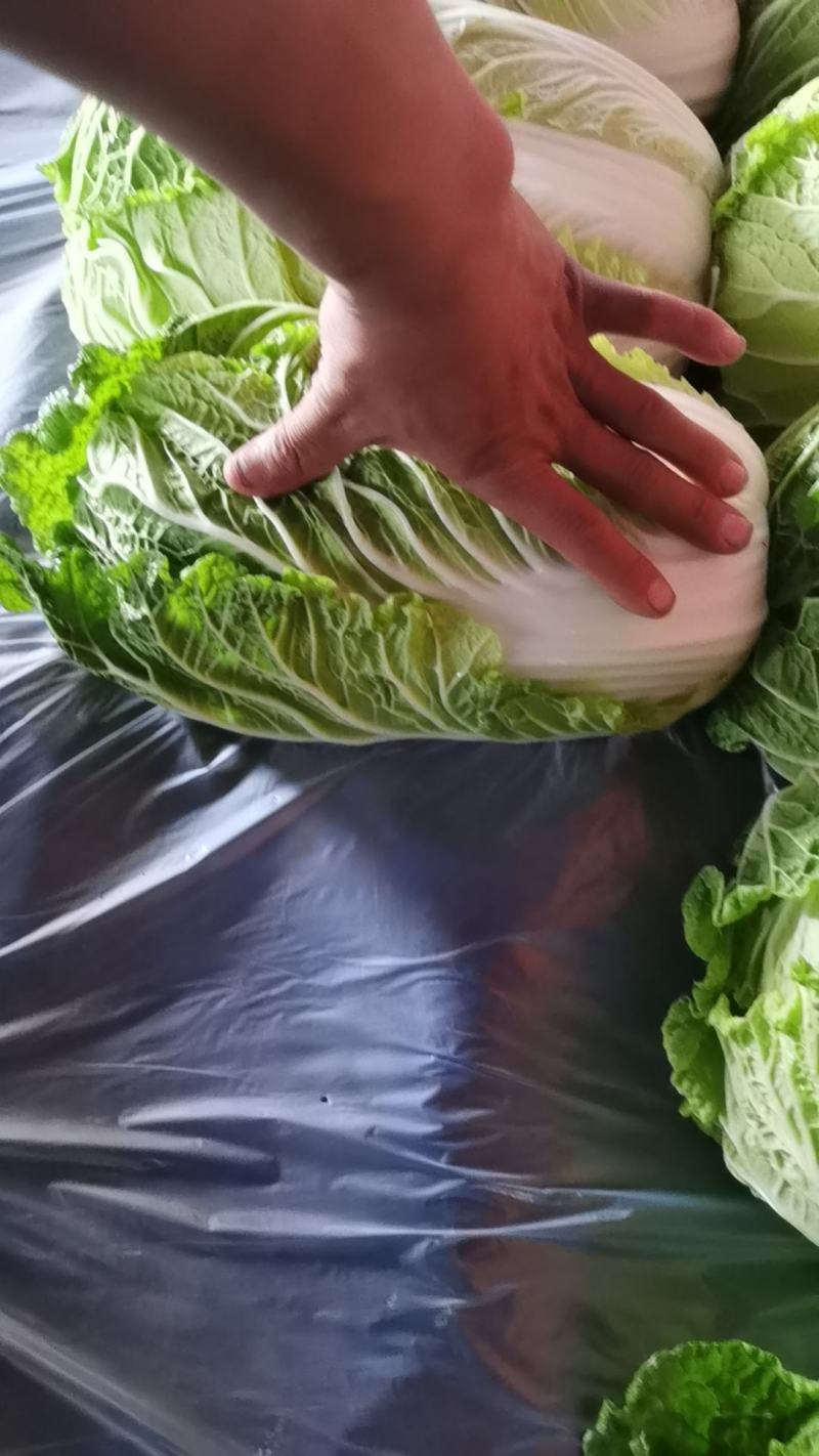 精品黄心白菜