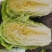 精品黄心白菜