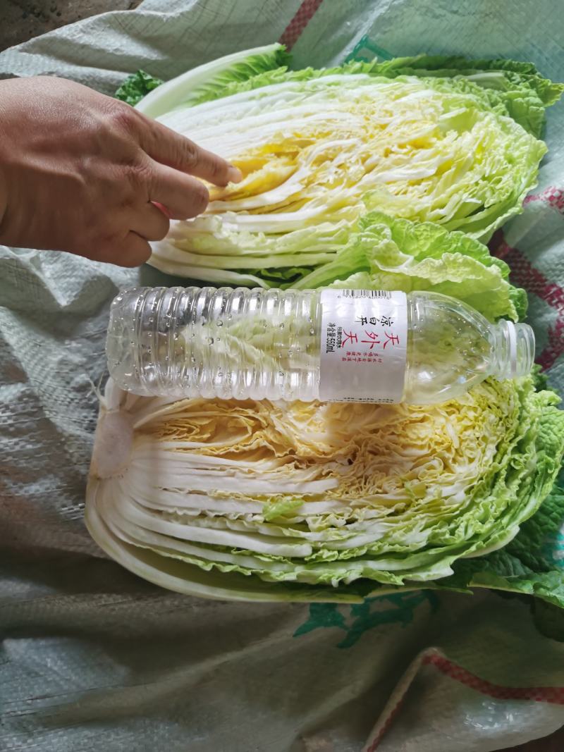 精品黄心白菜
