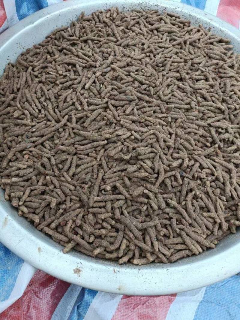 新鲜蚂蚱卵大量出售