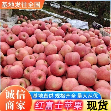 红富士苹果辽宁苹果现货供应规格齐全随到随装全国代发
