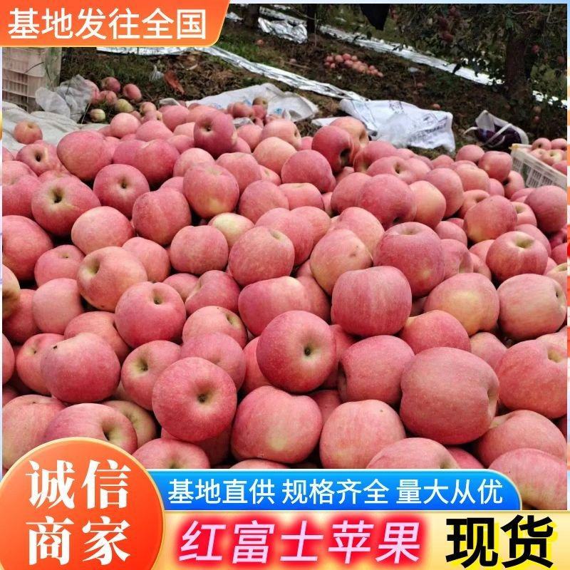 红富士苹果辽宁苹果现货供应规格齐全随到随装全国代发