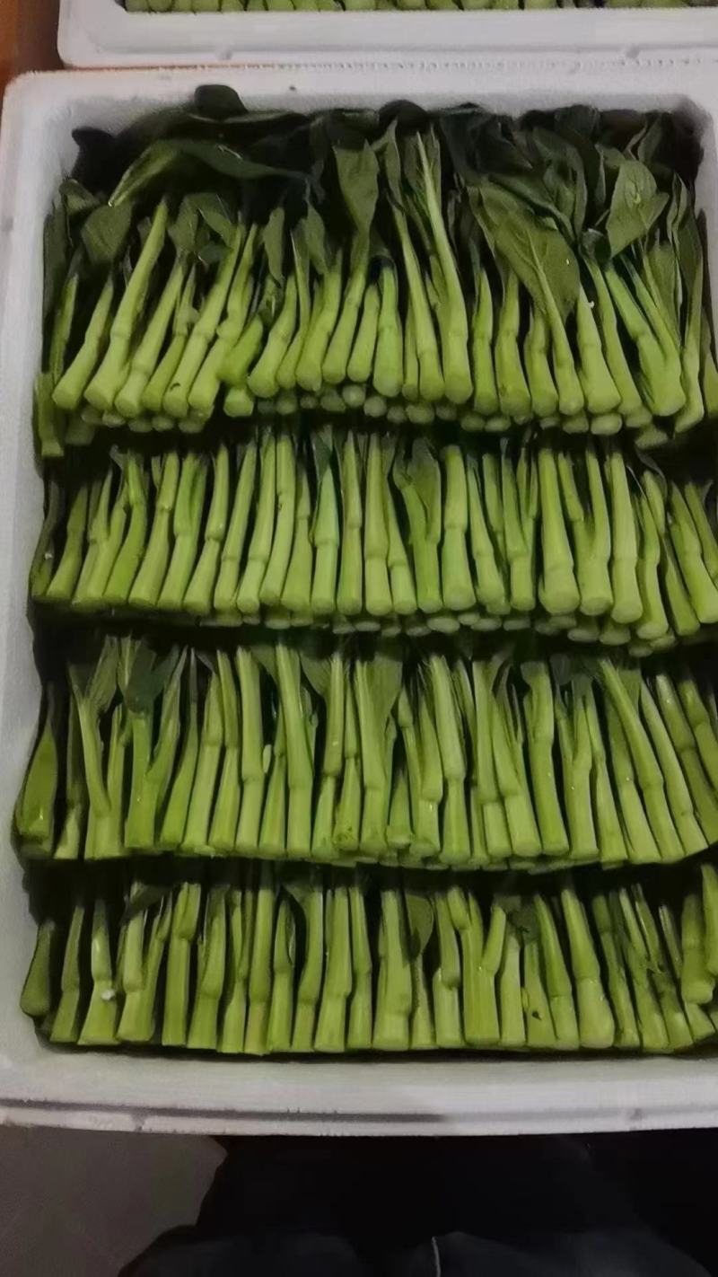 广东菜心亏本大甩卖