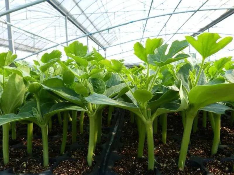 【推荐】甜瓜苗博洋甜瓜苗系列羊角蜜绿宝石甜瓜