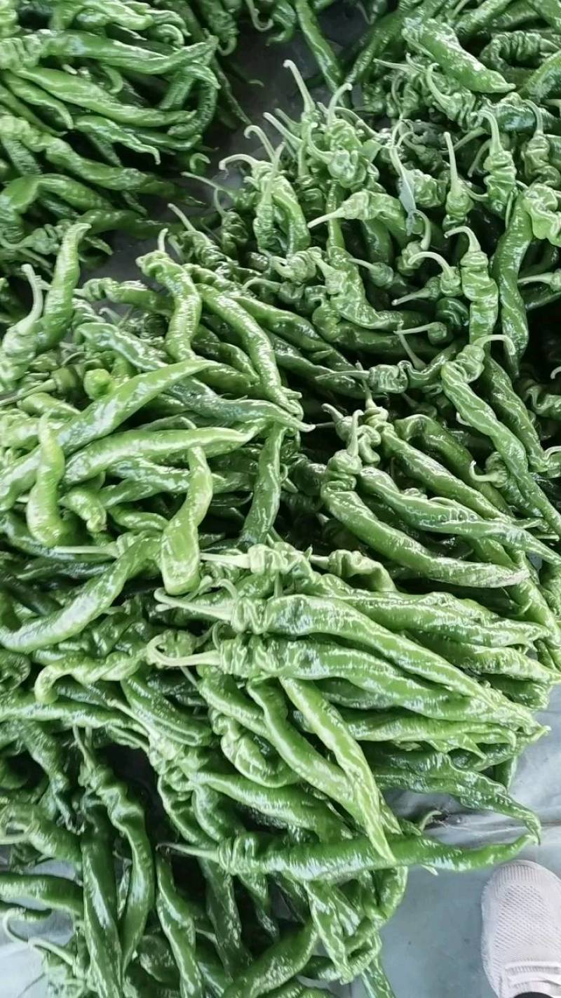 莘县，螺丝椒，黄皮尖椒，青皮尖椒，圆椒，太空椒，黑线椒。