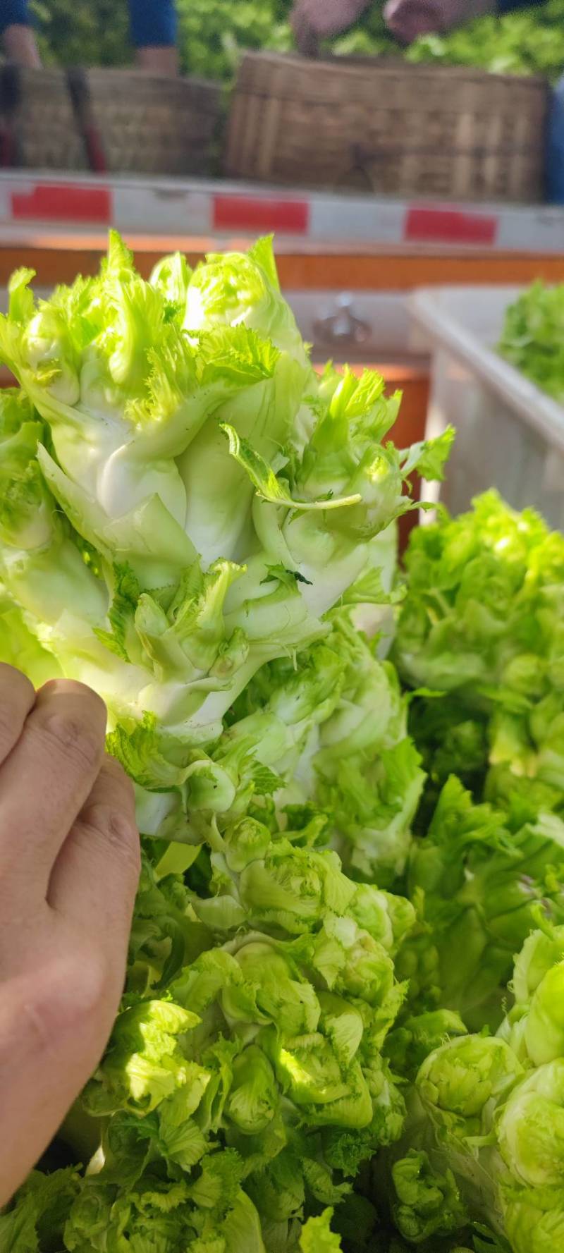 四川精品儿菜，对接电商，超市，加工厂，泡菜厂